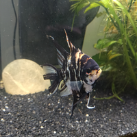 Pesce scalare