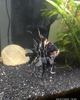 Pesce scalare