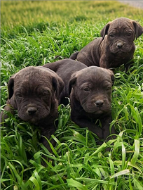 Cuccioli di cane corso