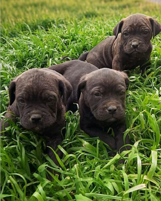 Cuccioli di cane corso
