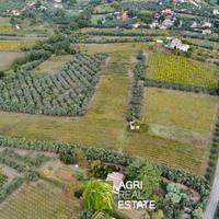 Terreno 6 ettari con vigneto, uliveto e fabbricato