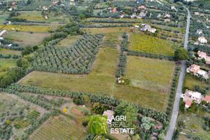 Terreno 6 ettari con vigneto, uliveto e fabbricato