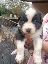 Cuccioli di pastore australiano/aussie Black/BlueM