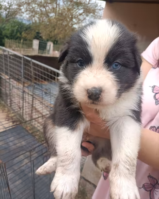 Cuccioli di pastore australiano/aussie Black/BlueM