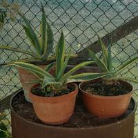 Piante di agave nuove