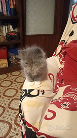 Gatti Siberiani cuccioli