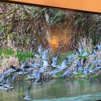 Smart Tv Samsung 55 pollici 4 k perfetto stato lo