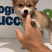 Shiba Fulva maschera simmetrica pedigree
