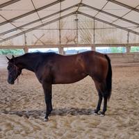 Puledra quarter 2023