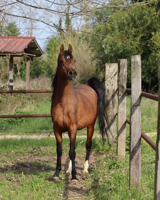Stallone Arabo by Ajman Moniscione -