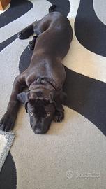 Cucciolo Cane corso 3 mesi
