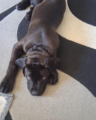 Cucciolo Cane corso 3 mesi