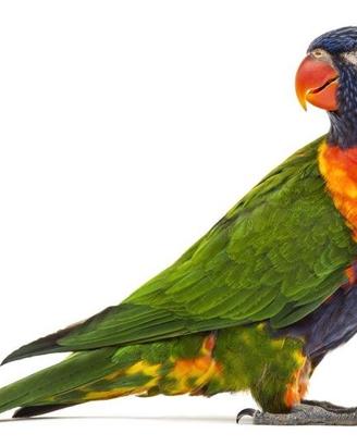 Pappagallo lory arcobaleno baby