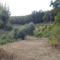 Casa indipendente con terreno agricolo