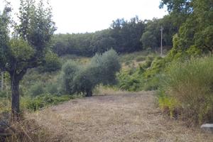 Casa indipendente con terreno agricolo