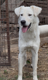 GUÈ cucciolo di 8 mesi super affettuoso