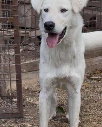 GUÈ cucciolo di 8 mesi super affettuoso