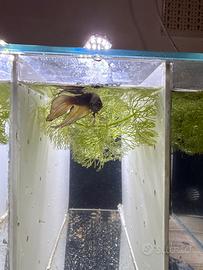 Betta Splendens (pesce combattente)