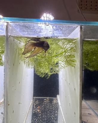 Betta Splendens (pesce combattente)