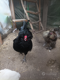 Gallo olandese ciuffettato