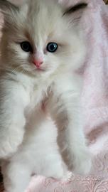 cuccioli ragdoll con pedigree 