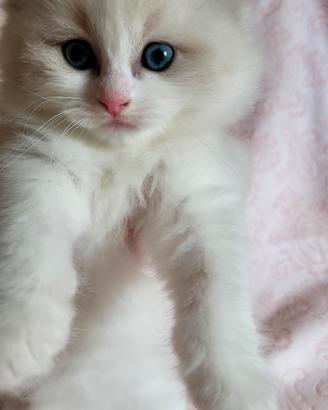 cuccioli ragdoll con pedigree 