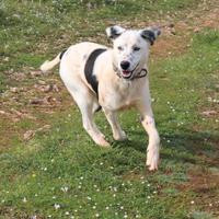 Cucciolone Spot, un anno, taglia media