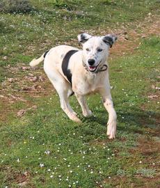 Cucciolone Spot, un anno, taglia media