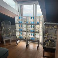 Canarini arricciati del sud