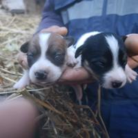 Jack Russell zampa corta pelo raso