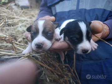 Jack Russell zampa corta pelo raso