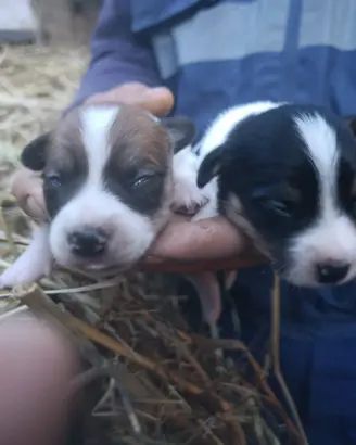 Jack Russell zampa corta pelo raso