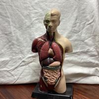 Modello anatomico giocattolo