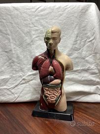 Modello anatomico giocattolo