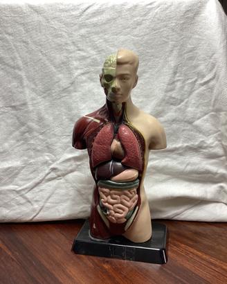 Modello anatomico giocattolo