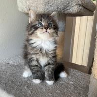 Cuccioli di gatto siberiano