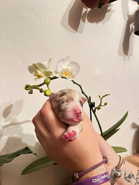 Australian shepherd con pedigree