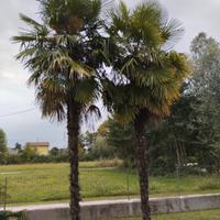 palme per giardino 