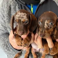 Bassotto cuccioli pelo lungo e pelo corto