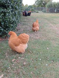 Pollo orpington fulvo