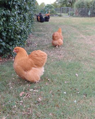 Pollo orpington fulvo