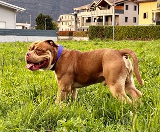 American bully pocket