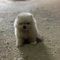 Cucciolo Pomerania