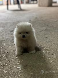 Cucciolo Pomerania