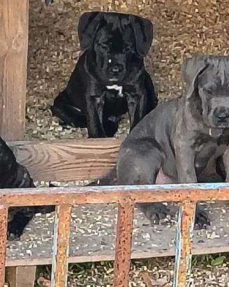 Cane corso con pedigree