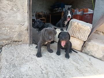 Cucciola di cane corso