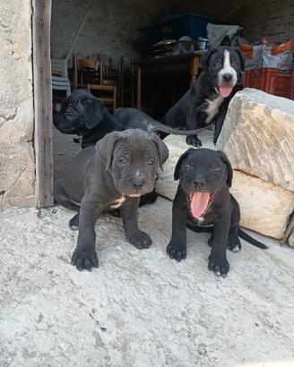Cucciola di cane corso