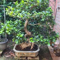 Bonsai ficus ginseng