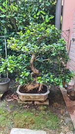 Bonsai ficus ginseng