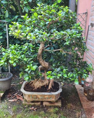 Bonsai ficus ginseng